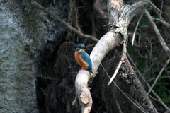 Killikus&reg; Fotographie